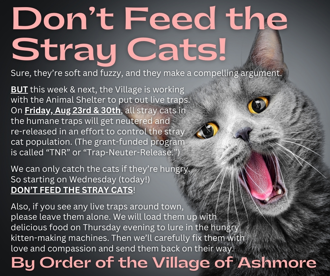 Don't Feed the Stray Cats