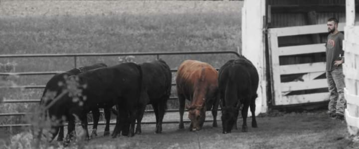 black and white photo of cattle by a barn